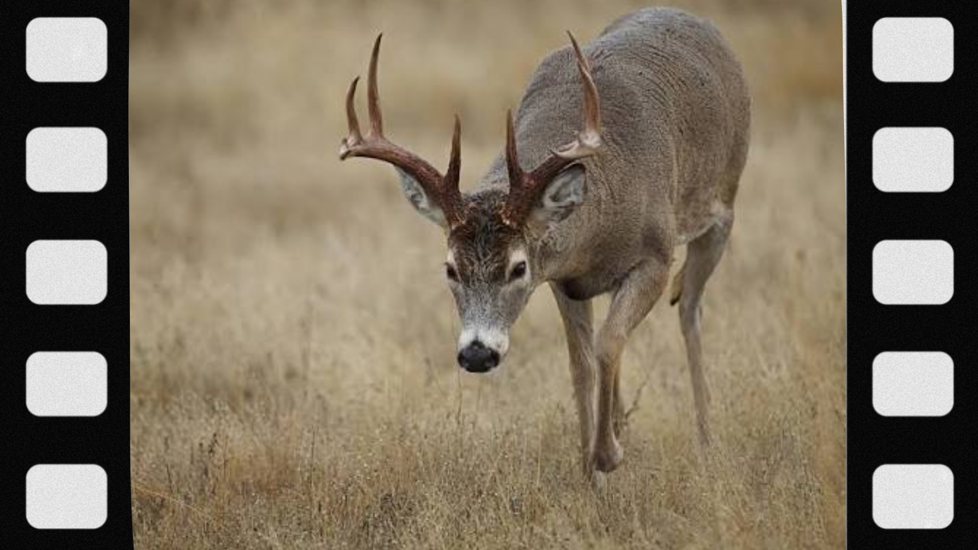 what-hunters-should-know-about-deer-body-language