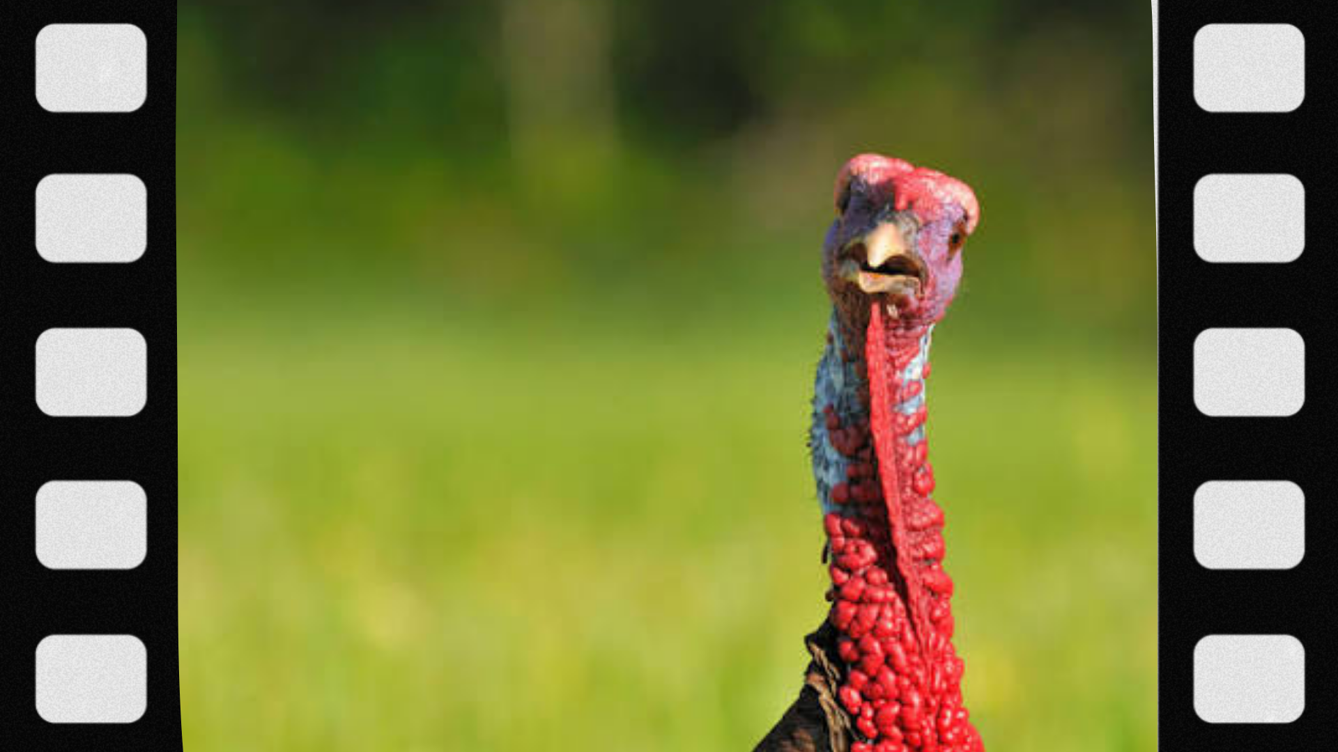 why-wild-turkeys-see-so-well