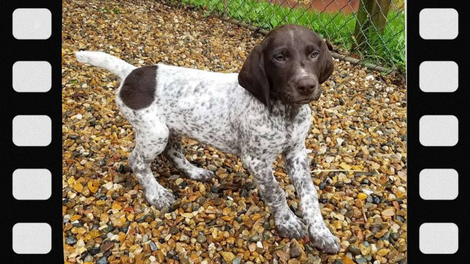 what-is-a-bird-dog