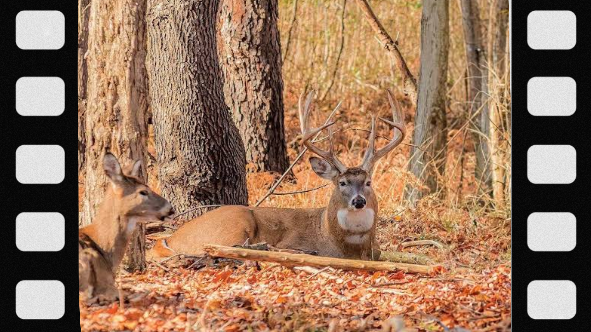 what-is-a-deer-bedding-area