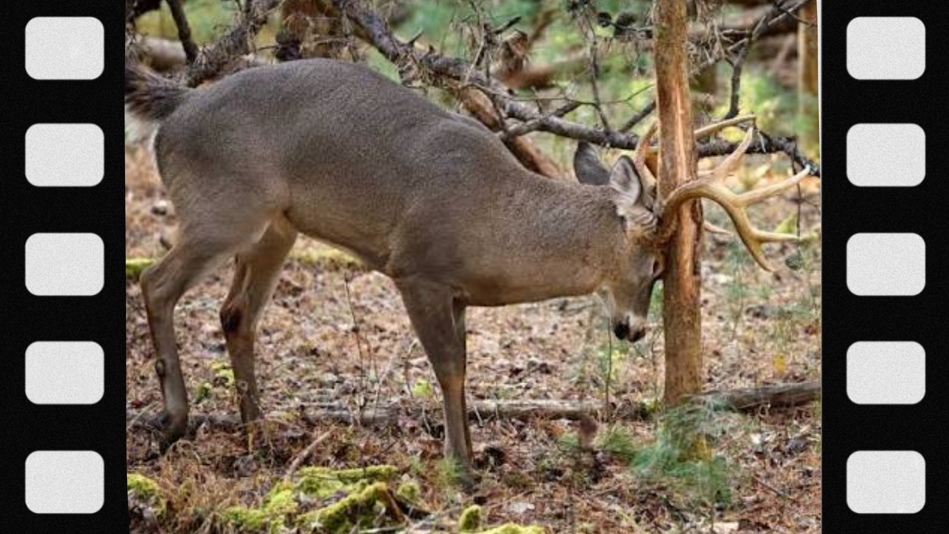 what-is-a-deer-rub