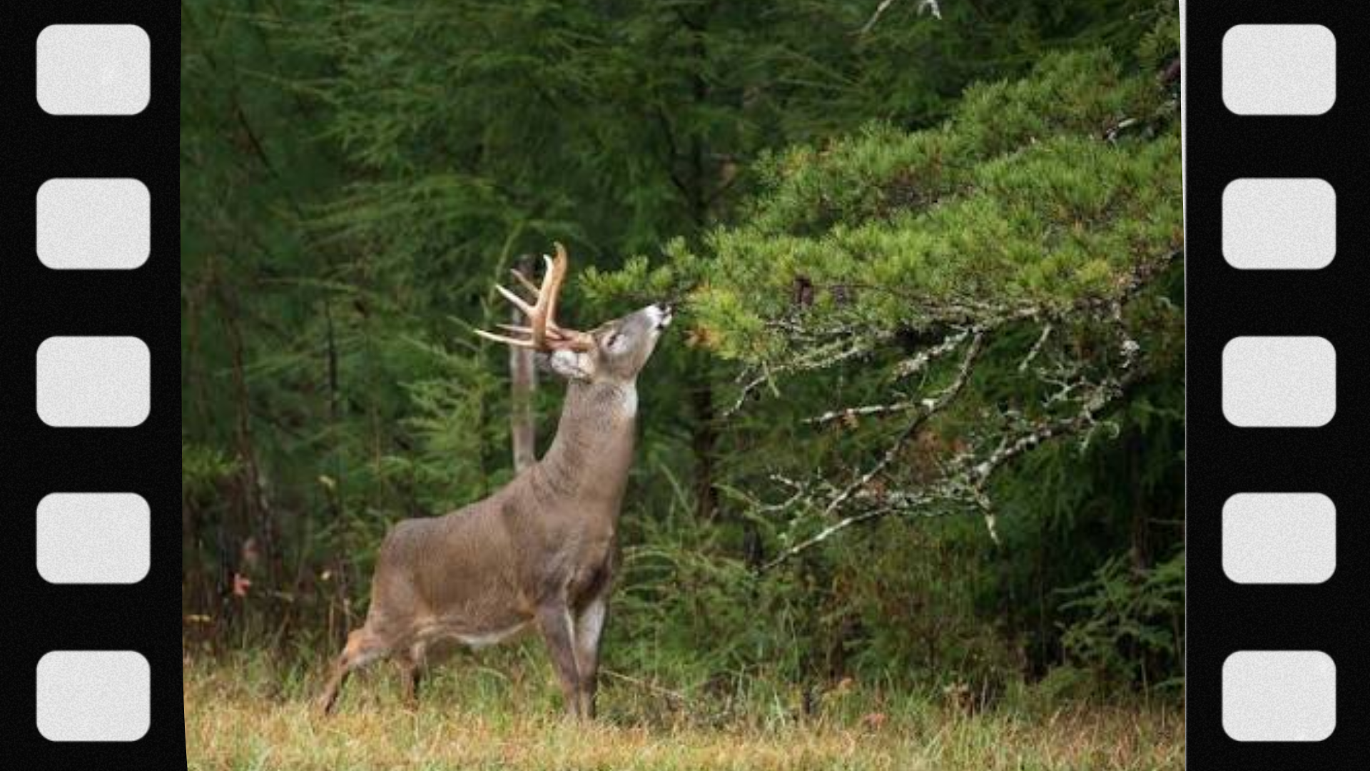 what-is-a-deer-scrape