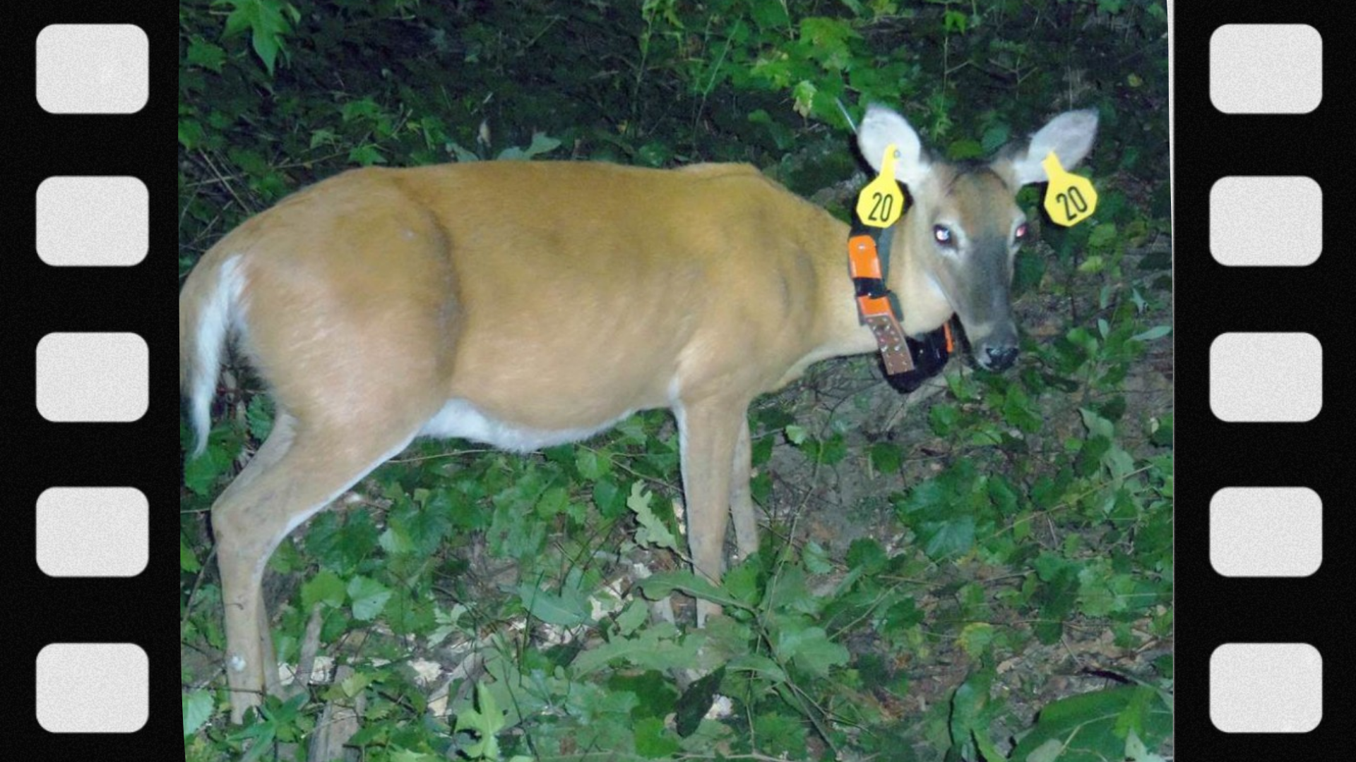 what-is-a-deer-tag
