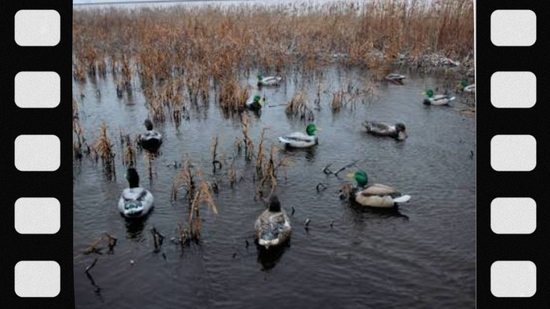 what-is-a-duck-decoy-spread