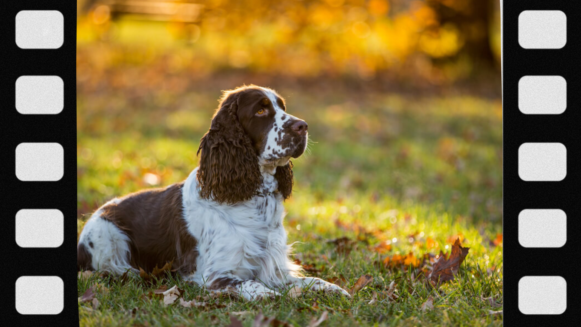 what-is-a-gun-dog