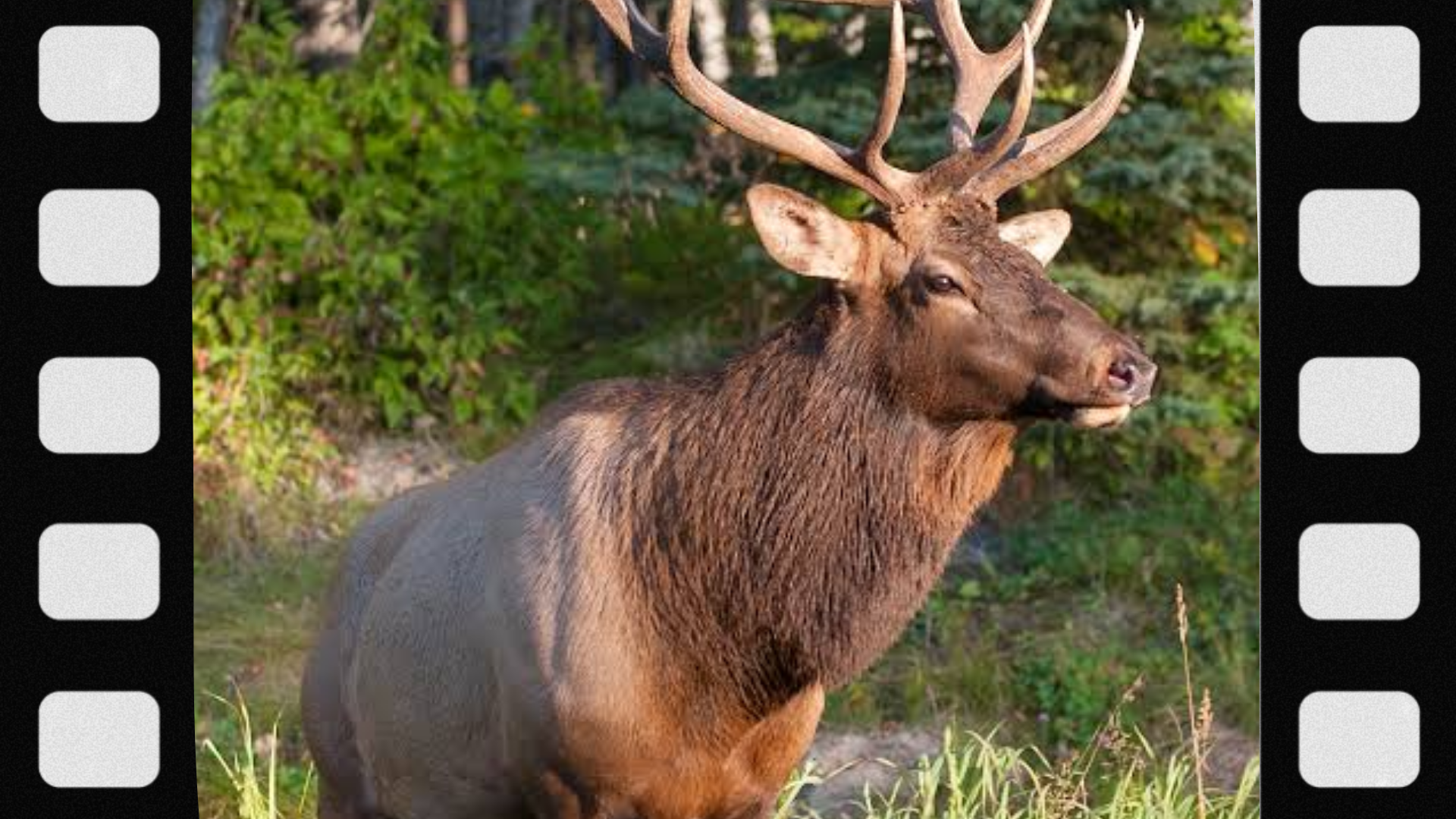 what-is-a-hunting-lottery