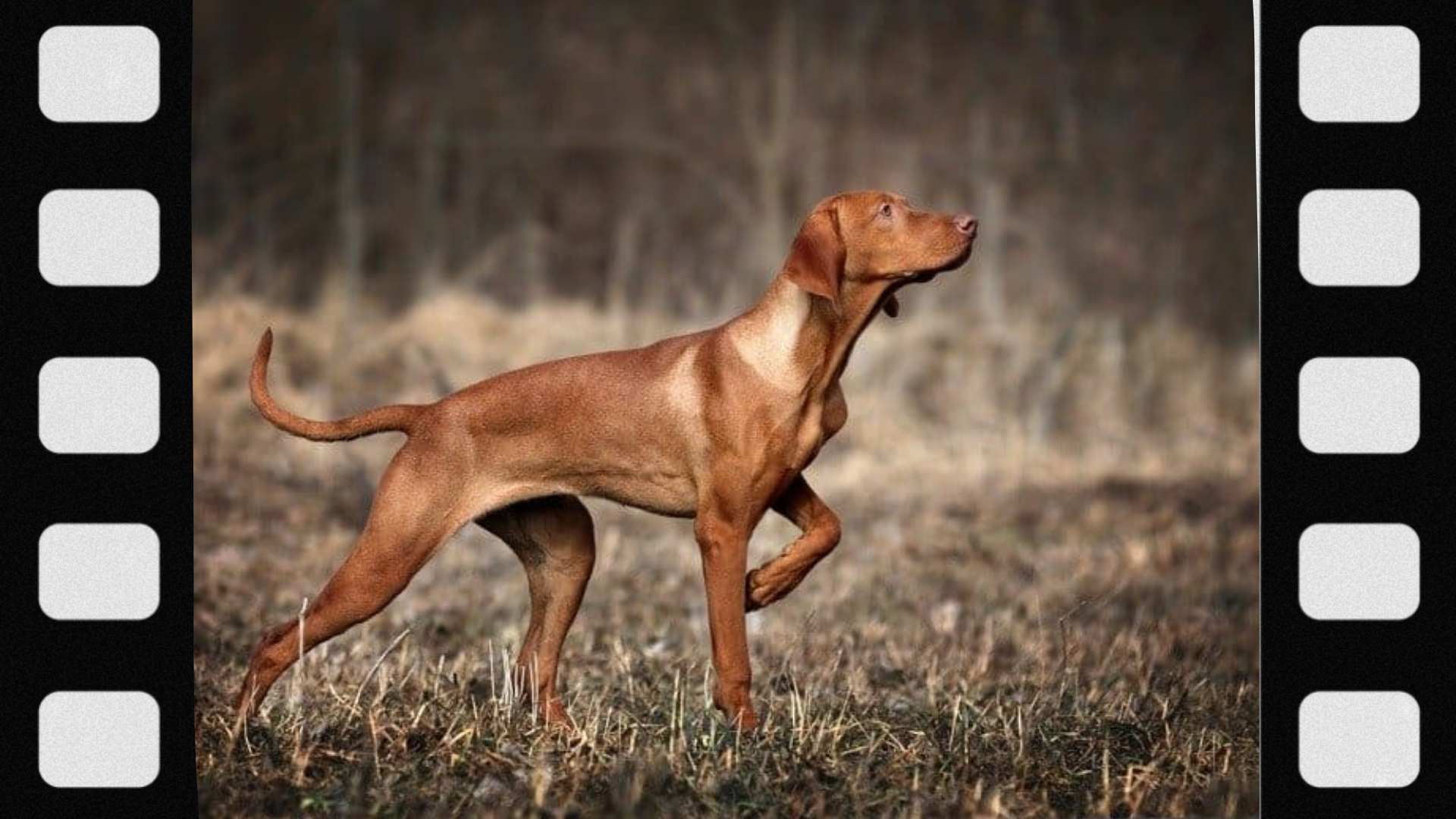 what-is-a-pointing-dog