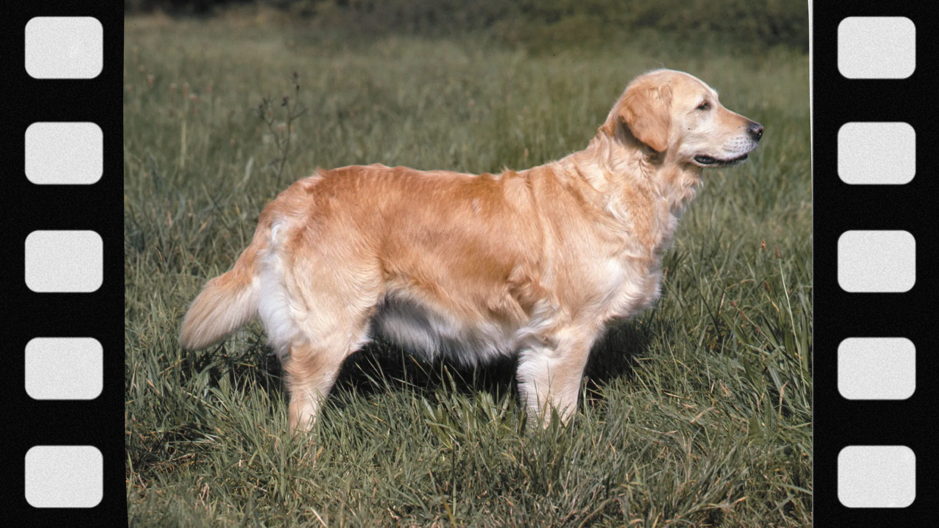 what-is-a-retriever-dog