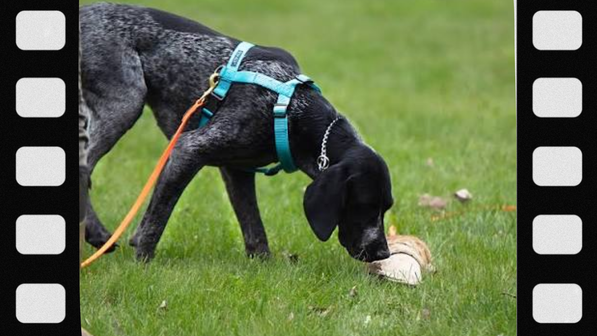 what-is-a-tracking-dog
