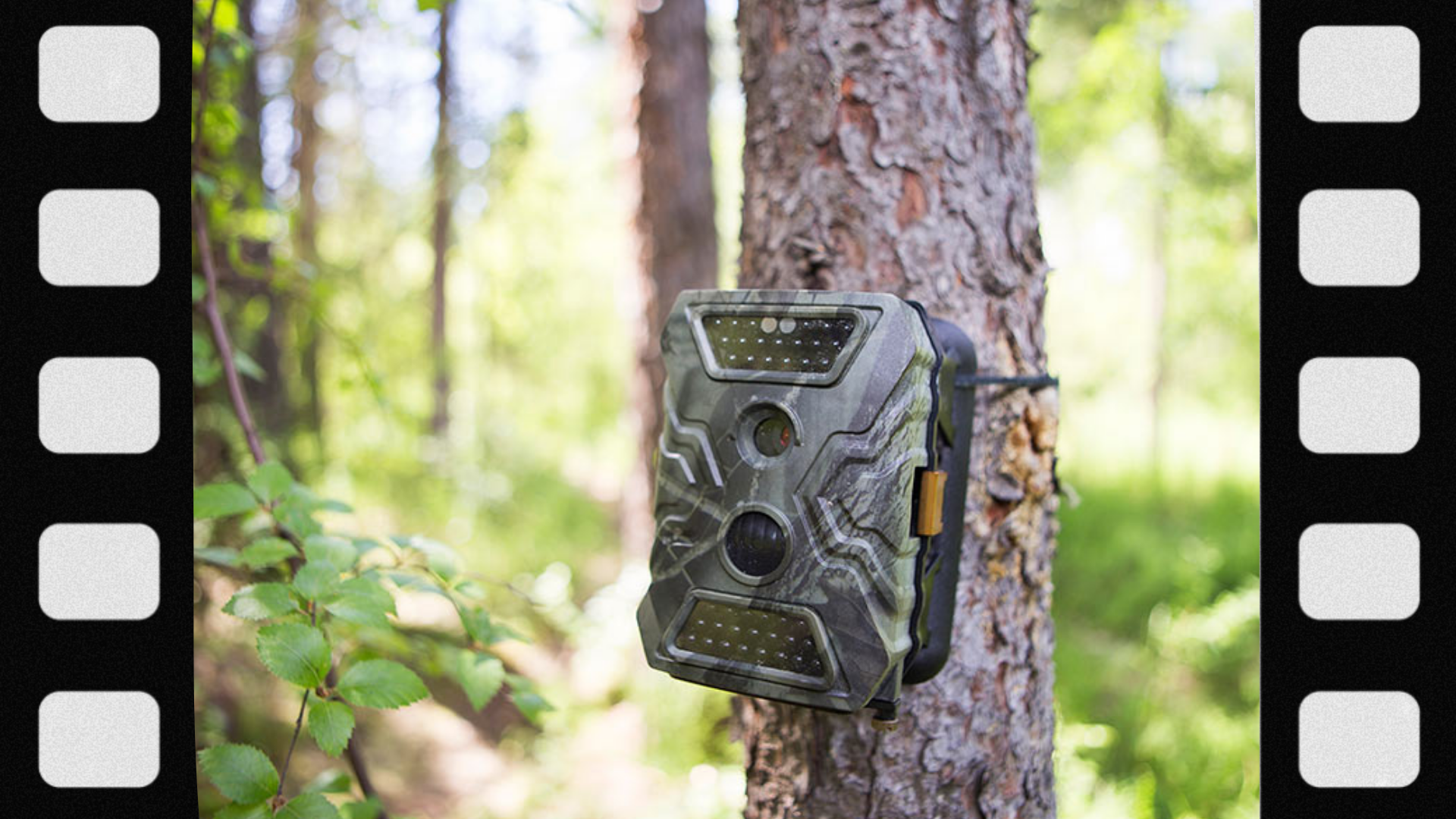 what-is-a-trail-camera-used-for