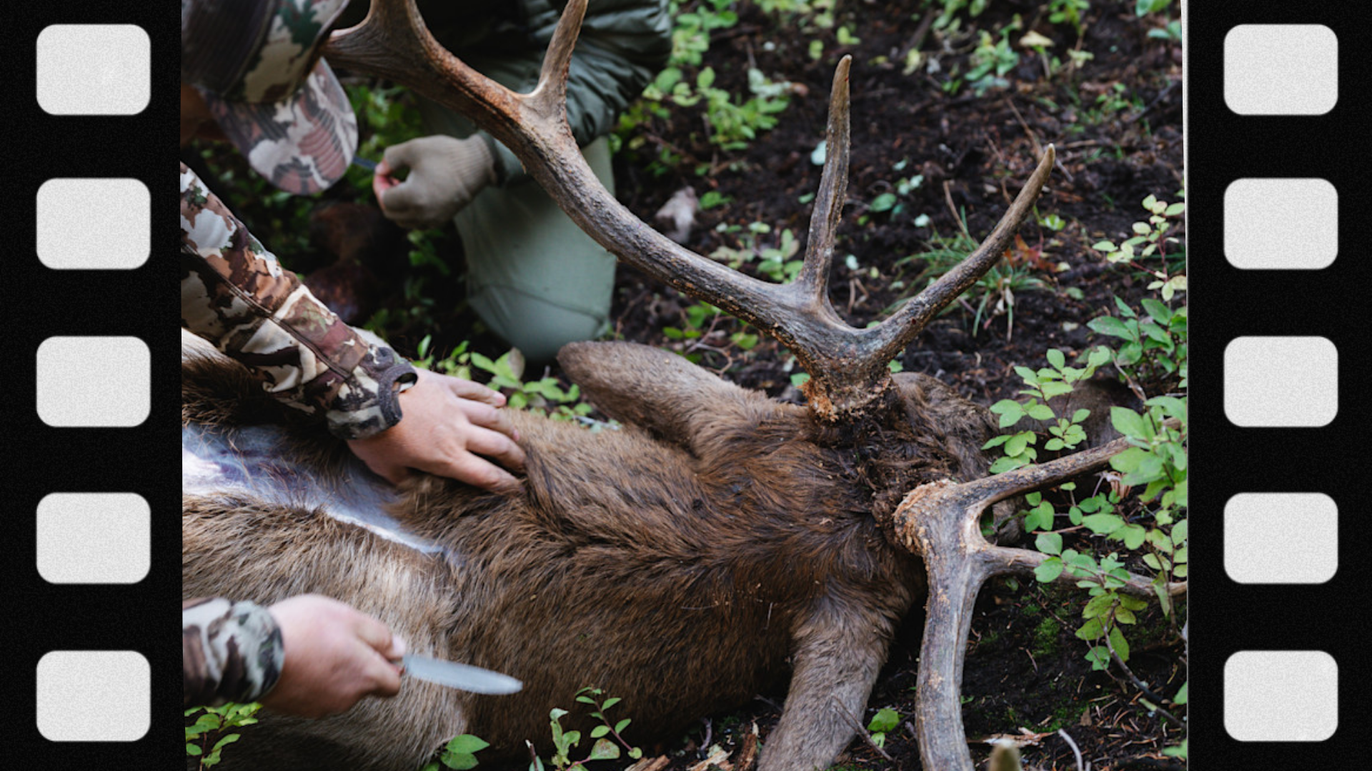 what-is-an-elk-tag