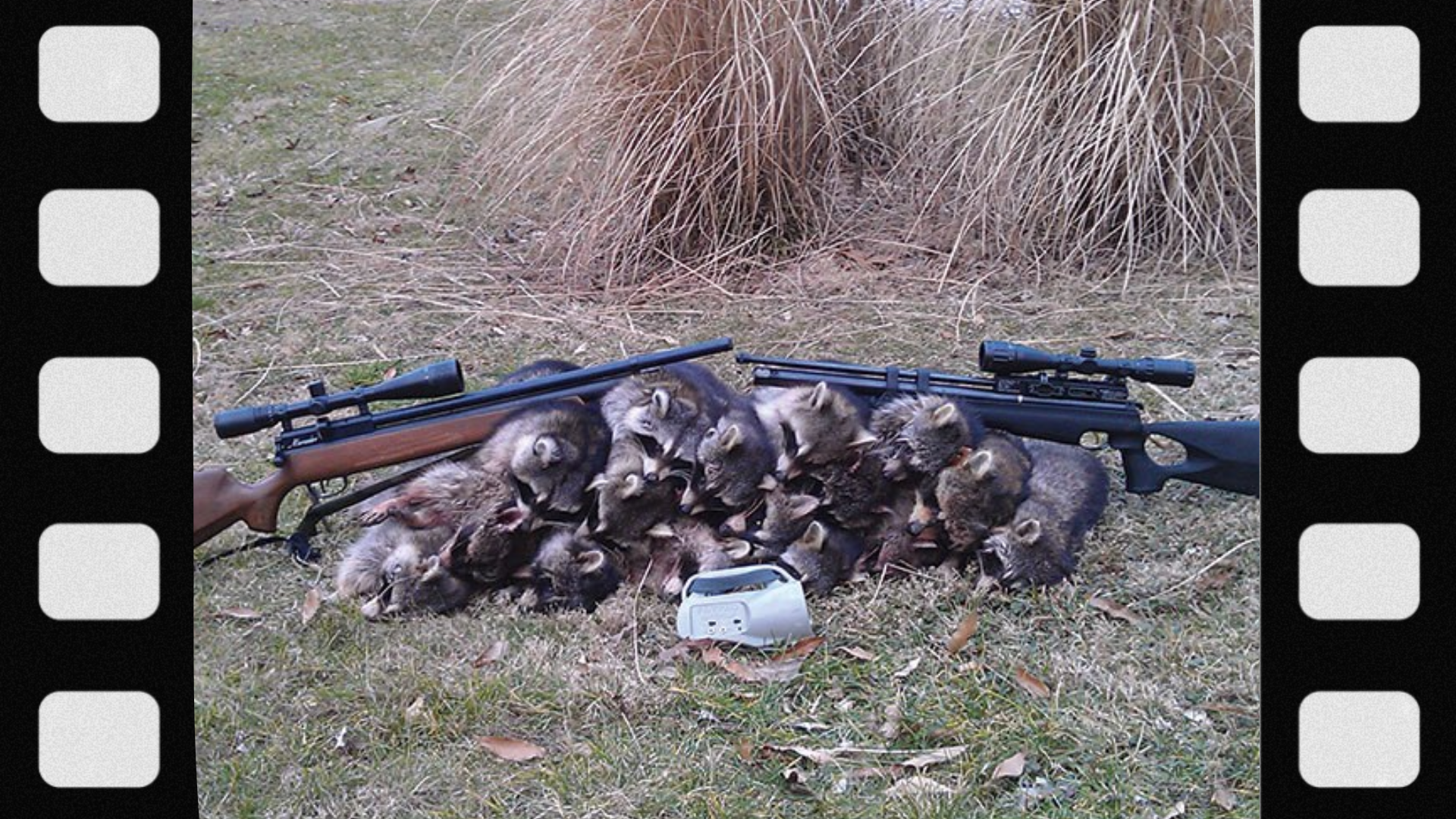 what-gear-do-you-need-for-raccoon-hunting