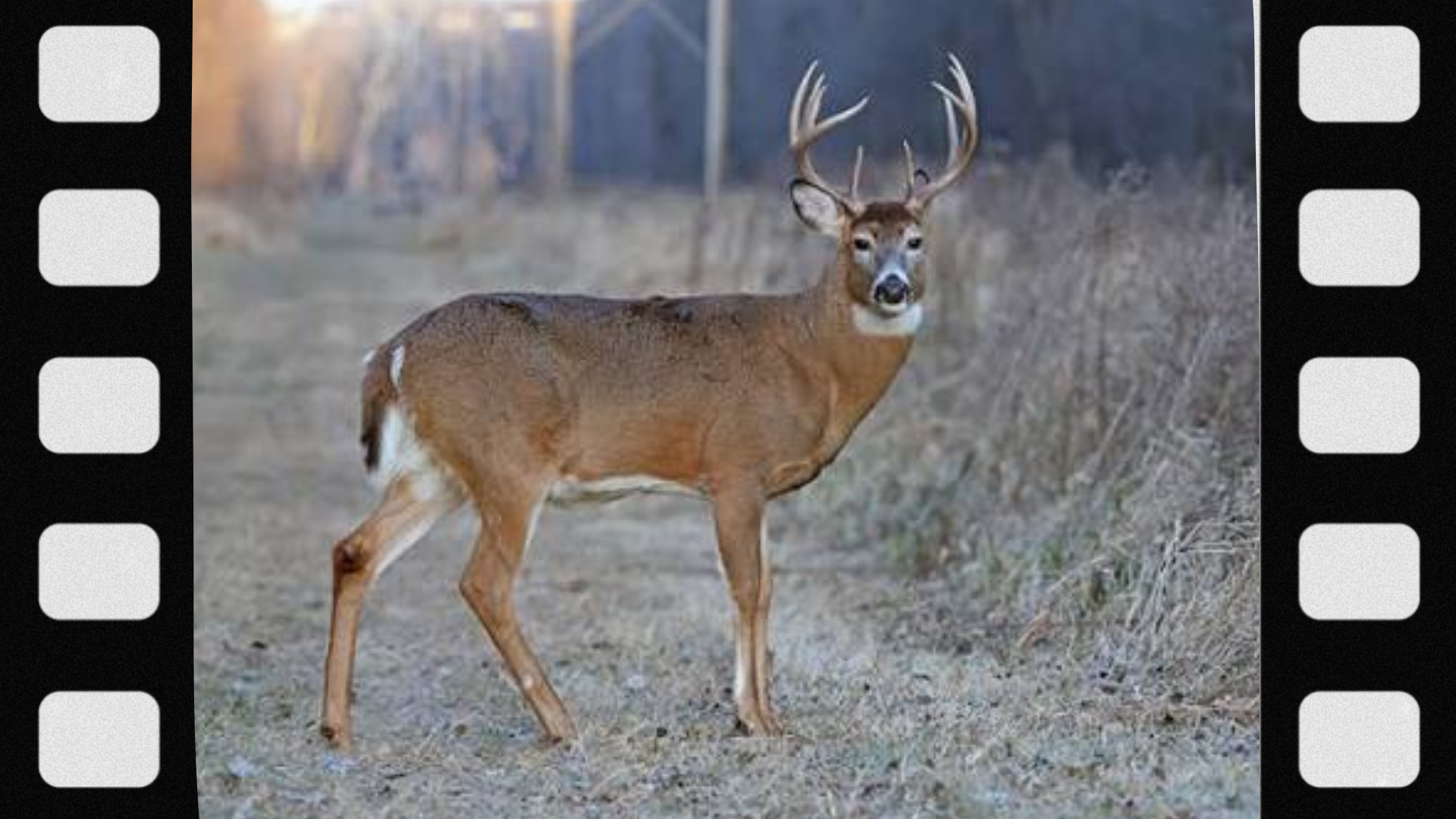 what-hunters-should-know-about-deer-body-language
