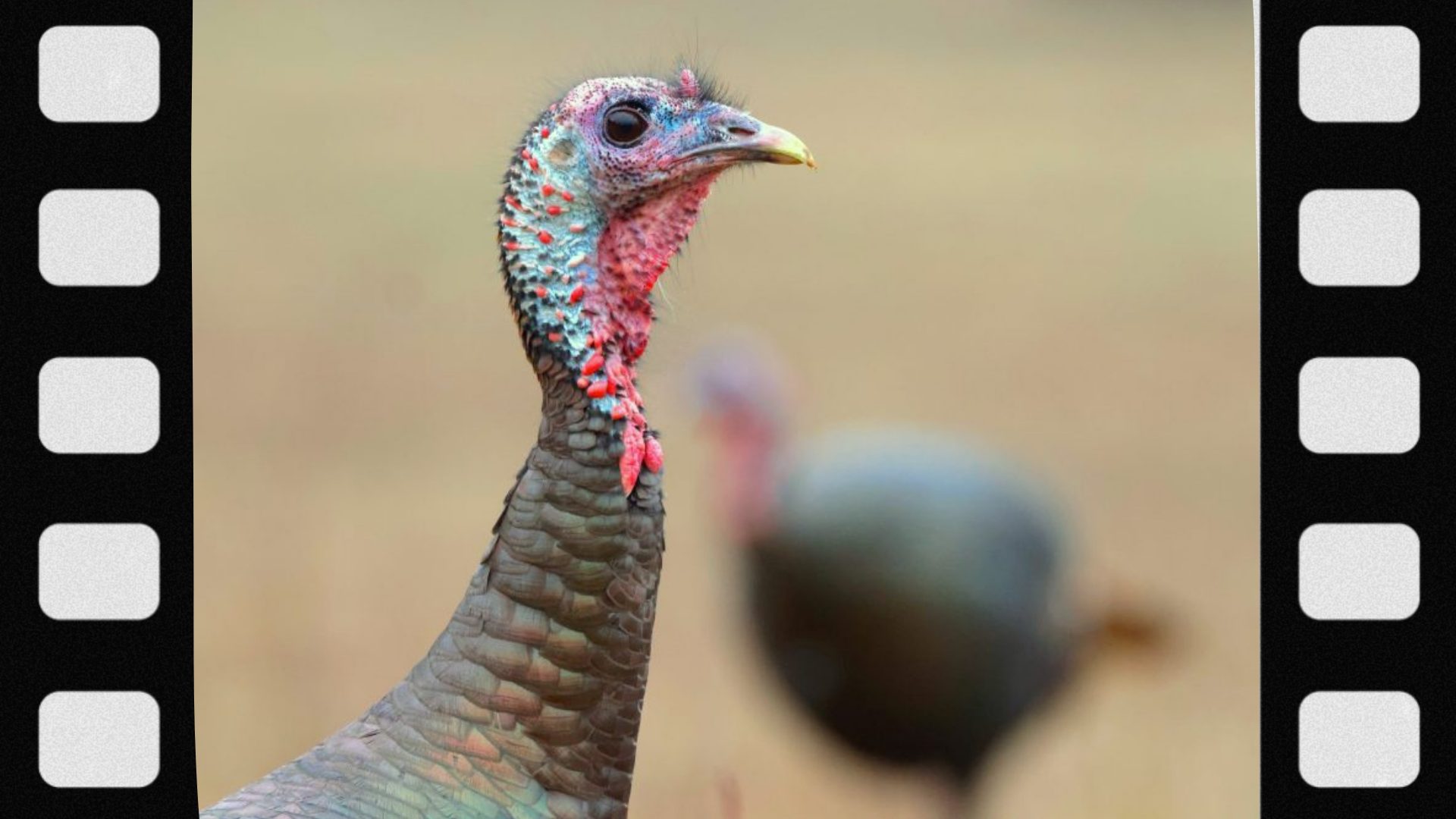 why-wild-turkeys-see-so-well