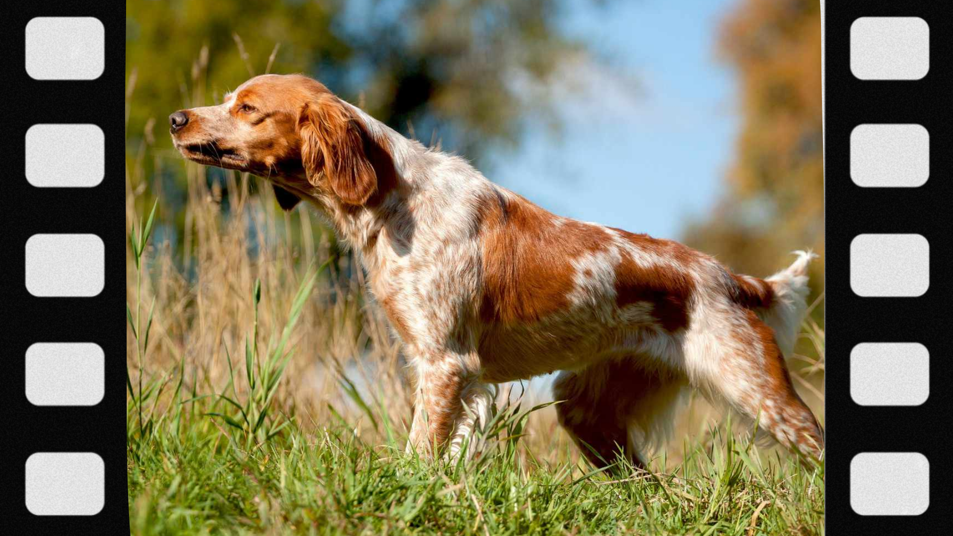 what-is-a-bird-dog