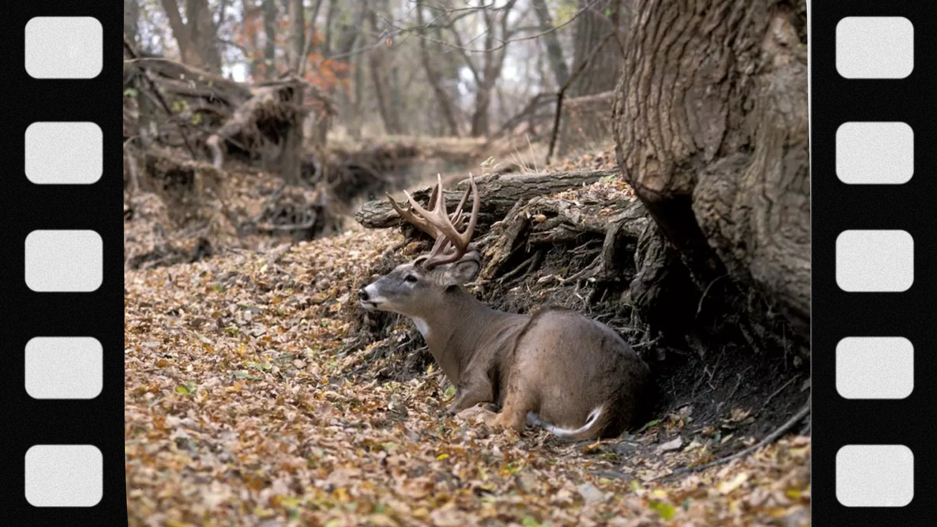 what-is-a-deer-bedding-area