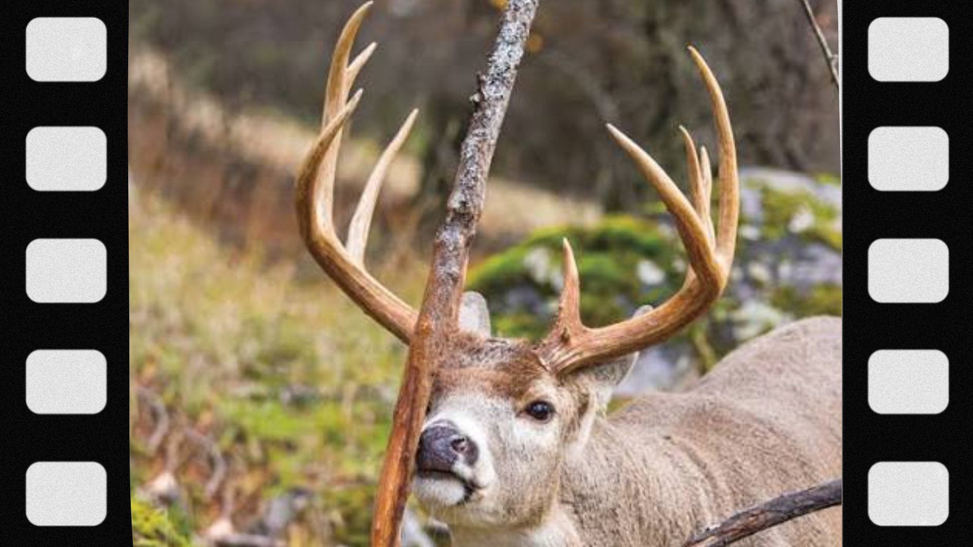 what-is-a-deer-rub