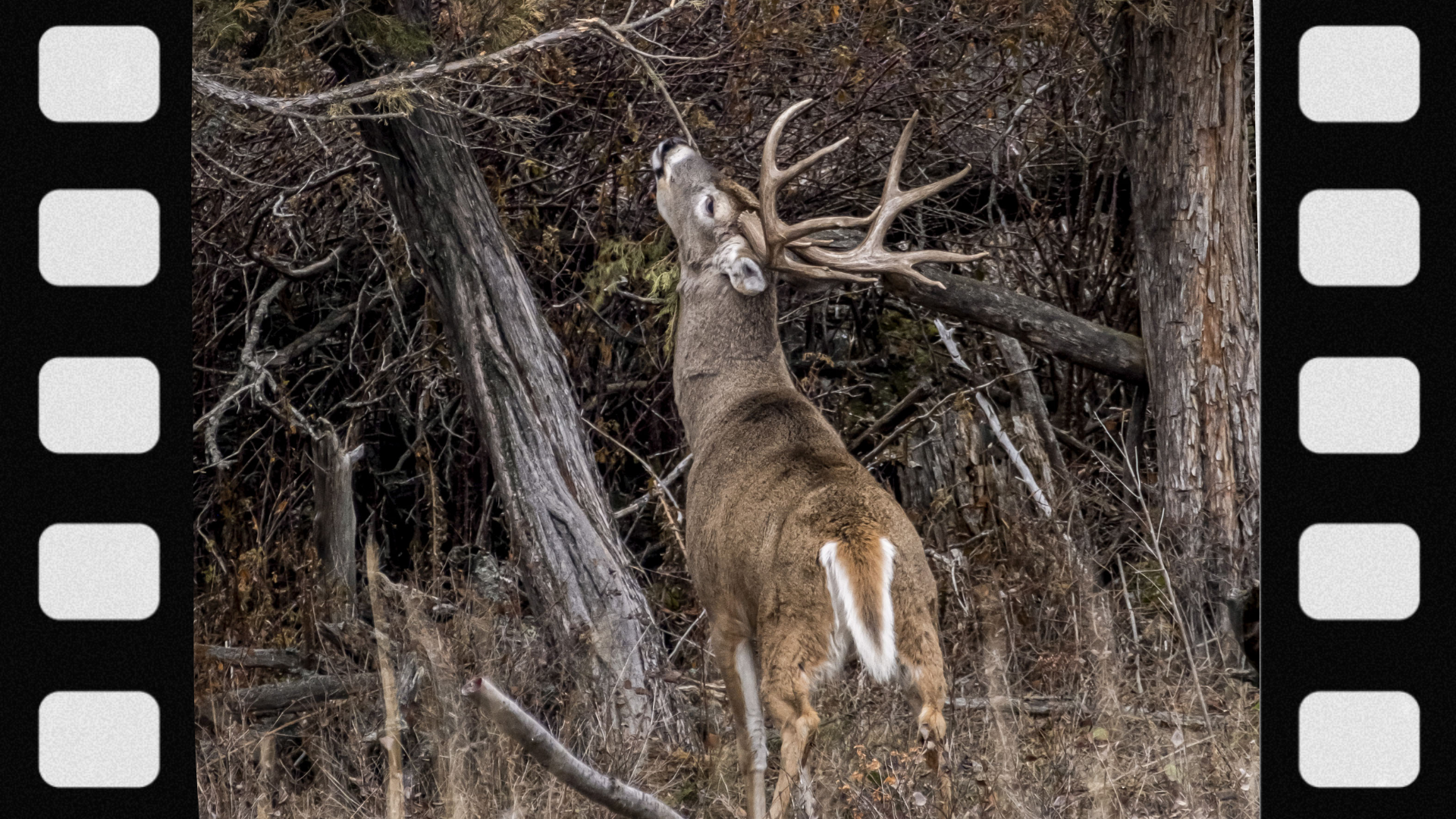 what-is-a-deer-scrape