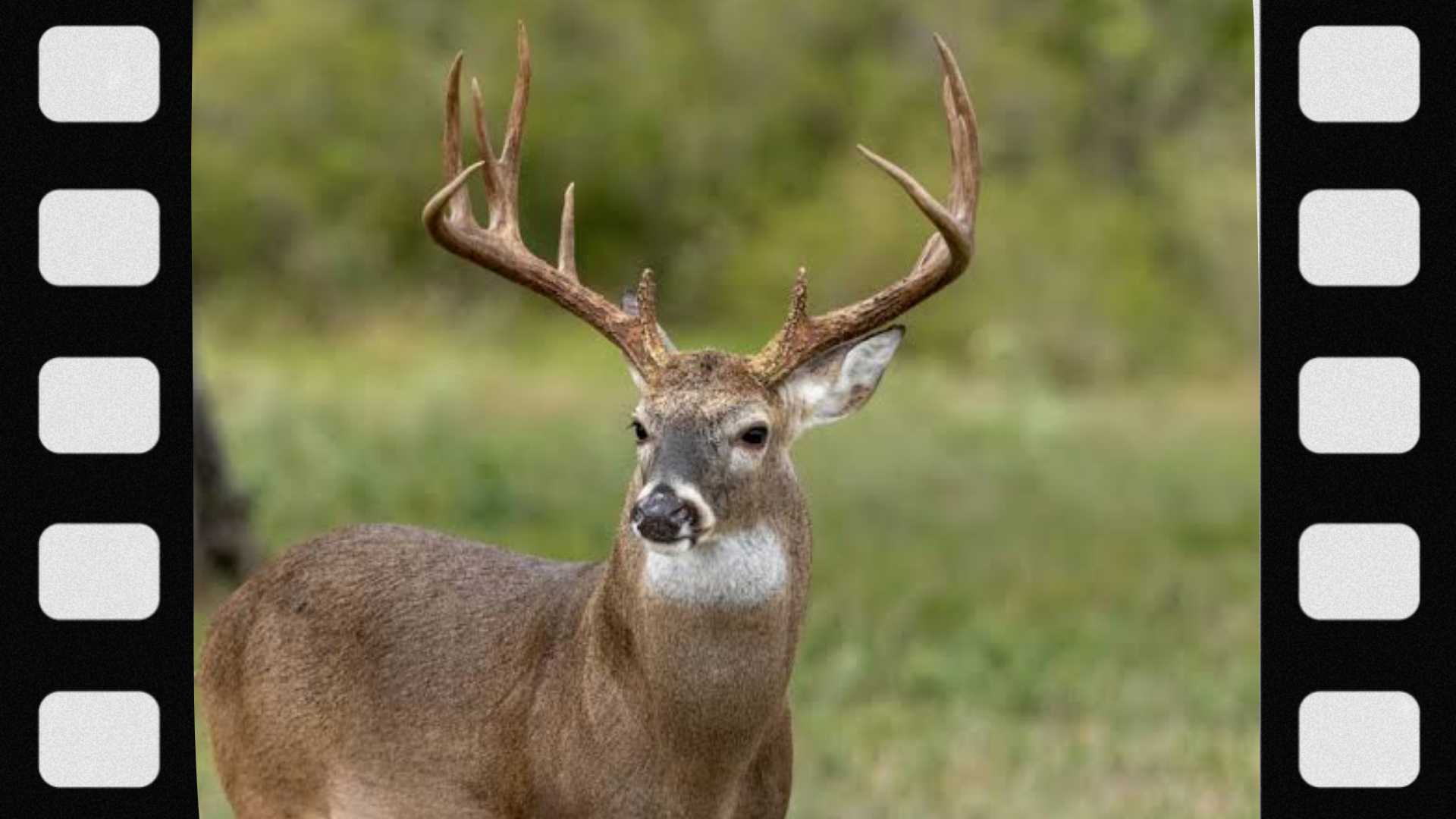 what-is-a-deer-tag