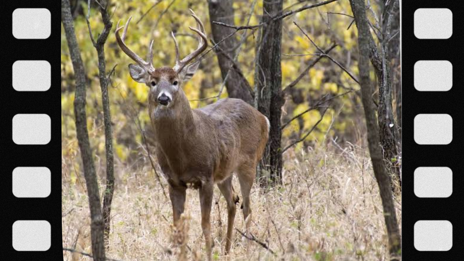 what-is-a-deer-travel-corridor