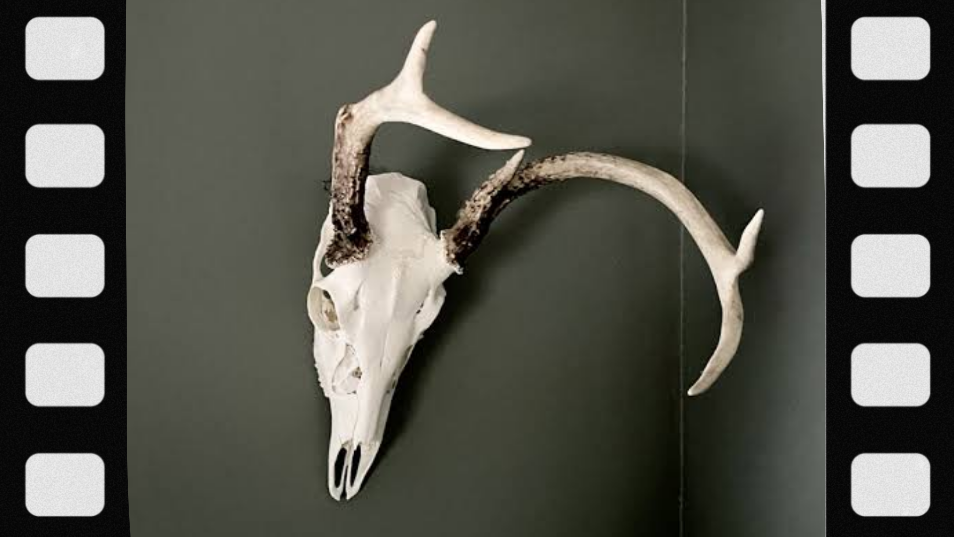what-is-a-european-mount
