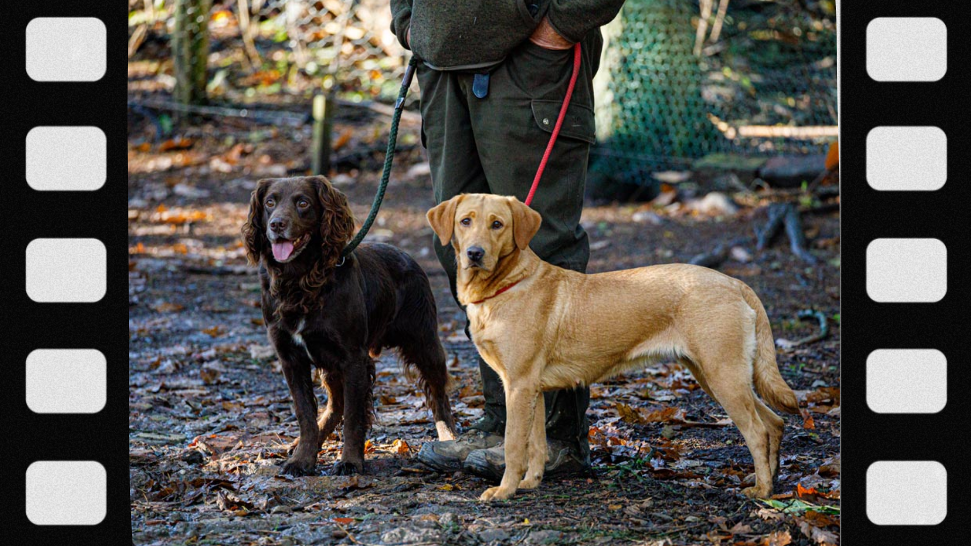 what-is-a-gun-dog