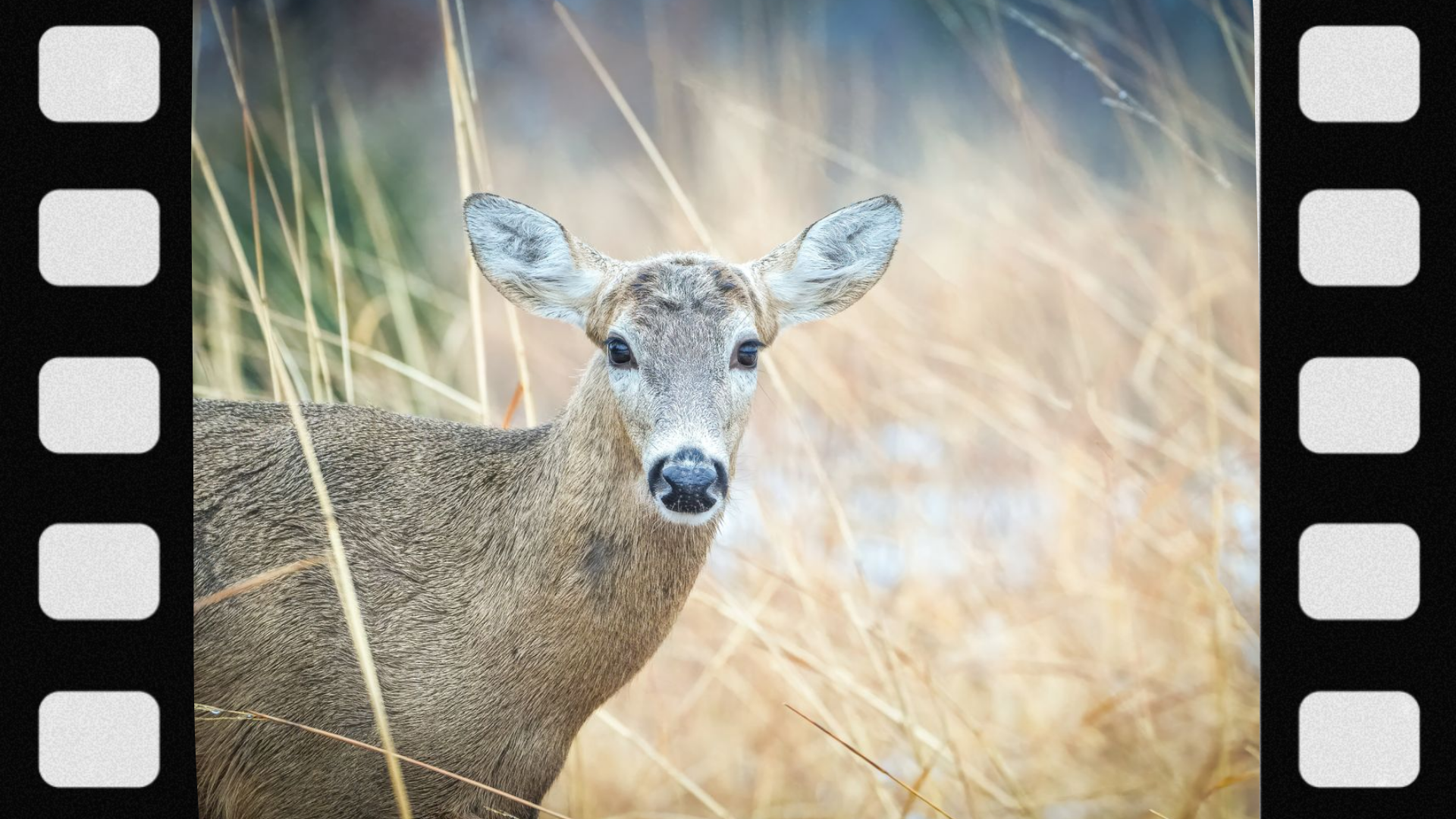 what-is-a-hunting-lease
