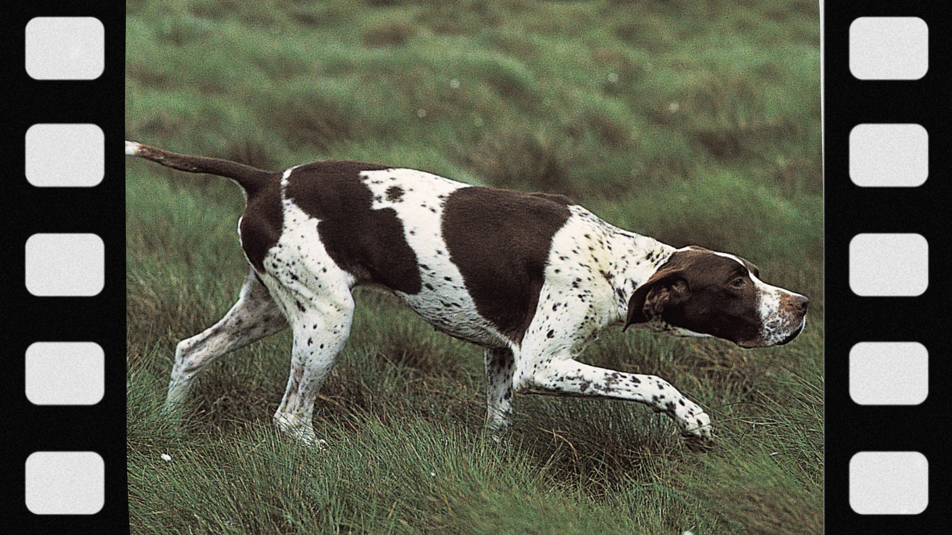 what-is-a-pointing-dog
