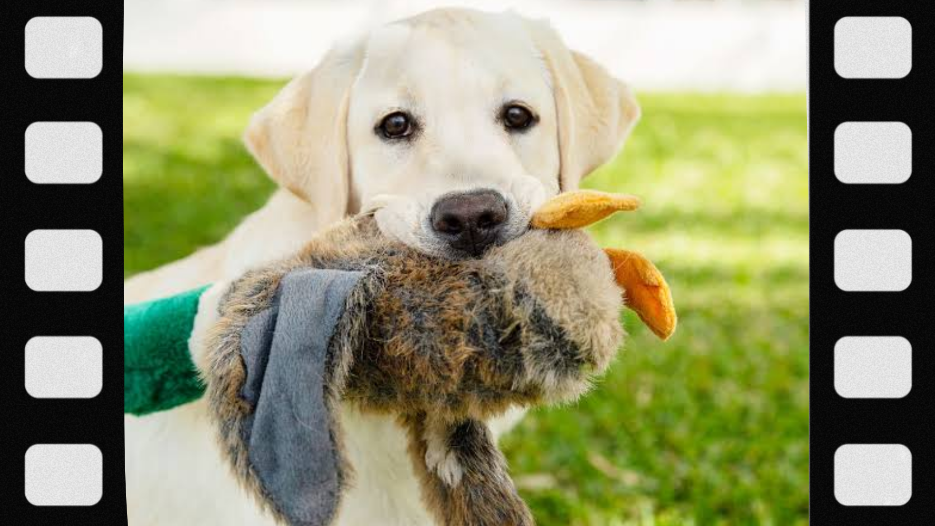 what-is-a-retriever-dog