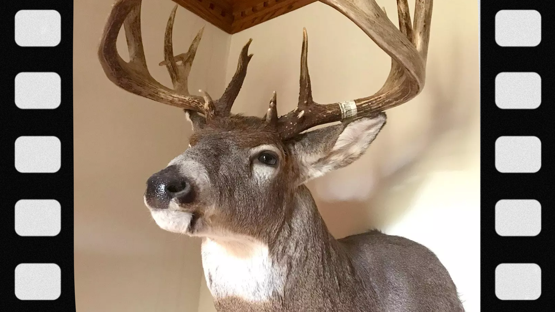 what-is-a-shoulder-mount