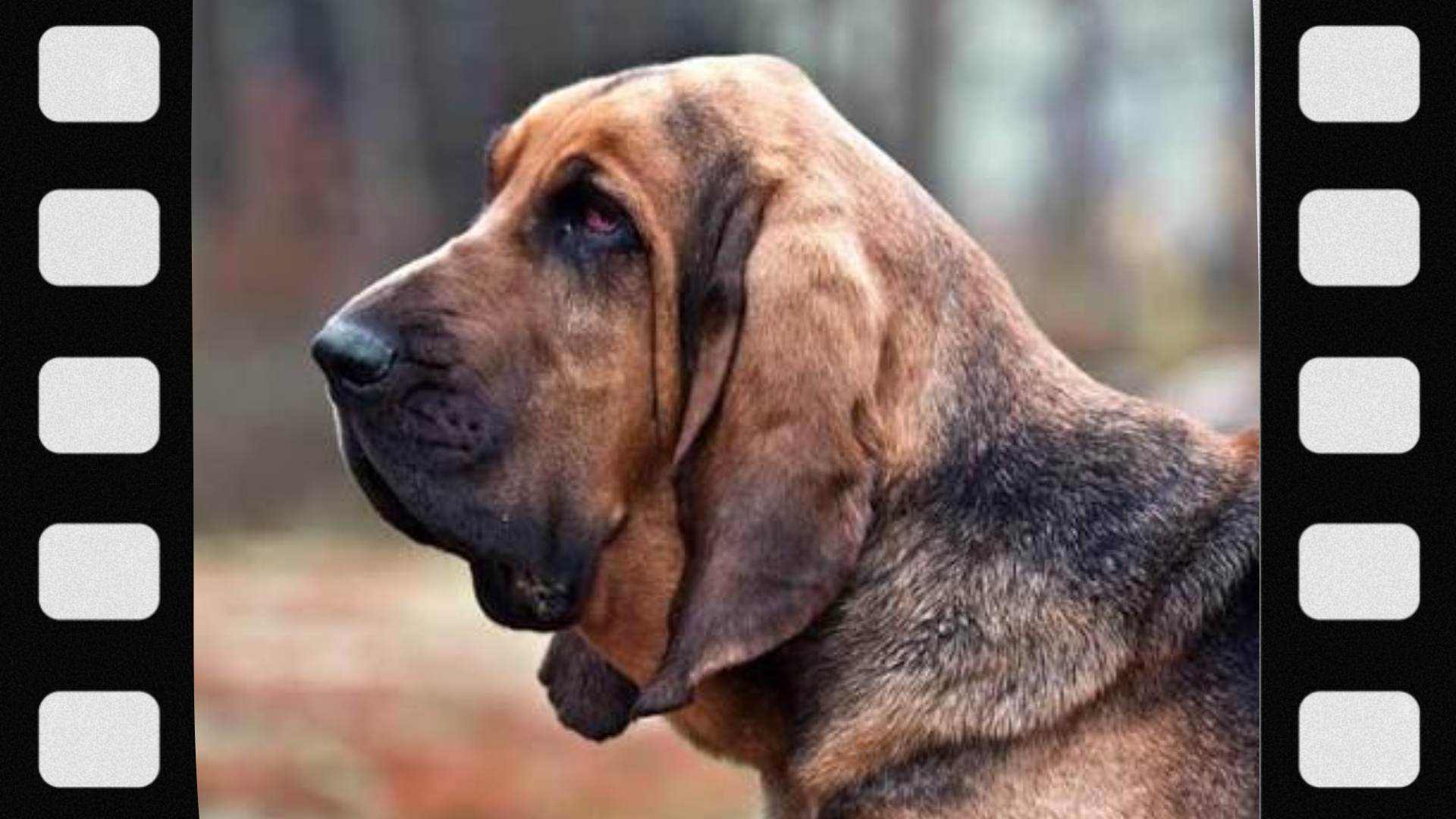 what-is-a-tracking-dog