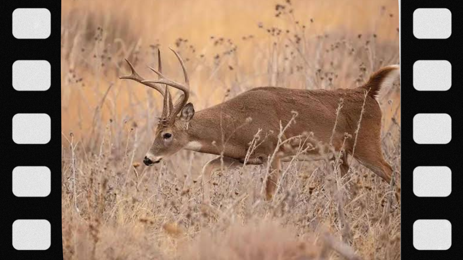 what-is-a-travel-route-in-hunting