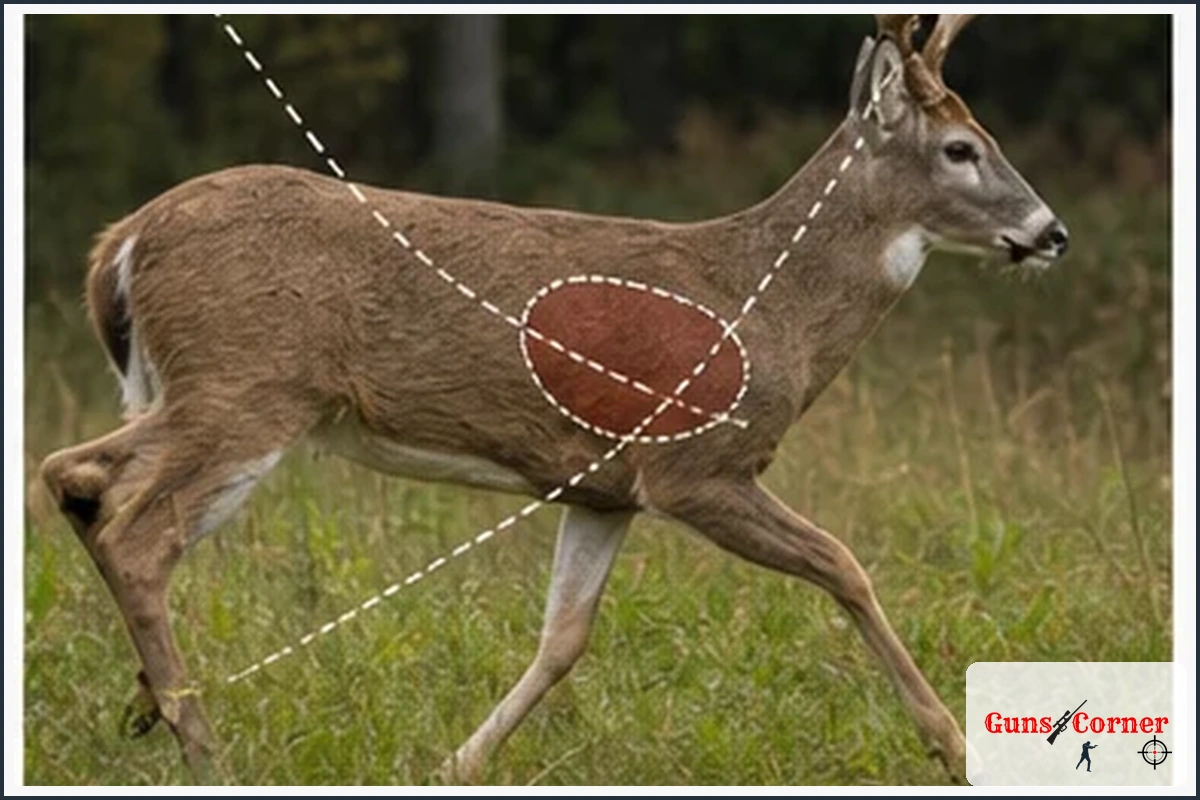 Shot Angle and Animal Movement