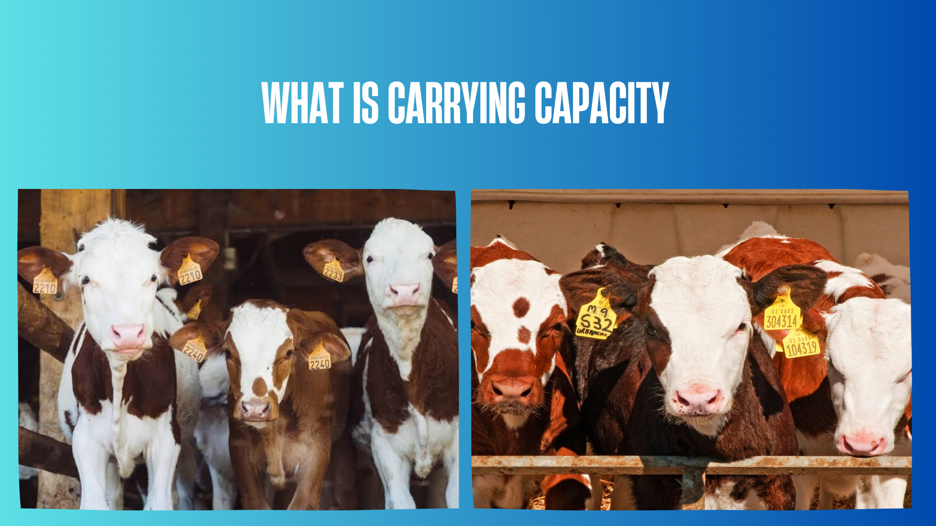 what-is-carrying-capacity