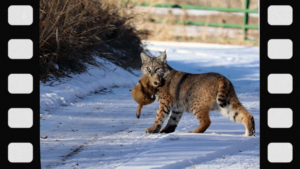 what-is-bobcat-hunting