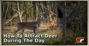 How to Attract Deer During the Day: A Legal and Ethical Hunting Guide