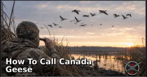How to Call Canada Geese: A Beginner-Friendly Guide