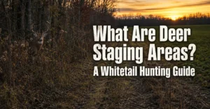What Are Deer Staging Areas? A Whitetail Hunting Guide