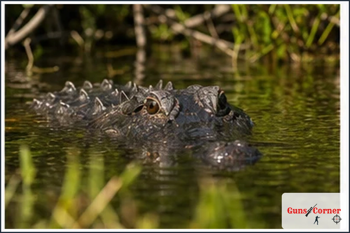 Understanding Alligator Behavior and Habitat