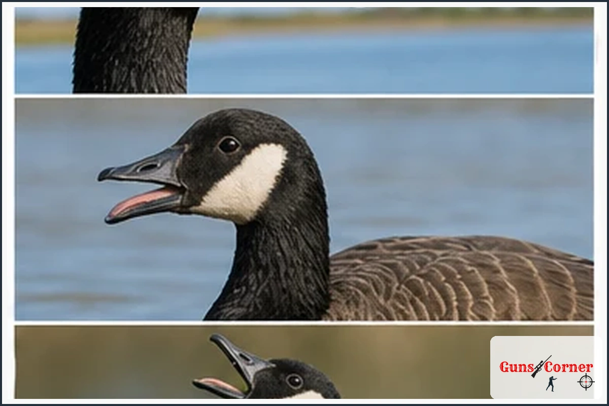 Common Goose Sounds