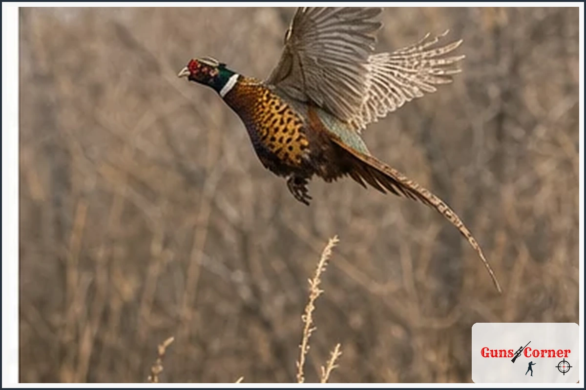 Upland bird hunting