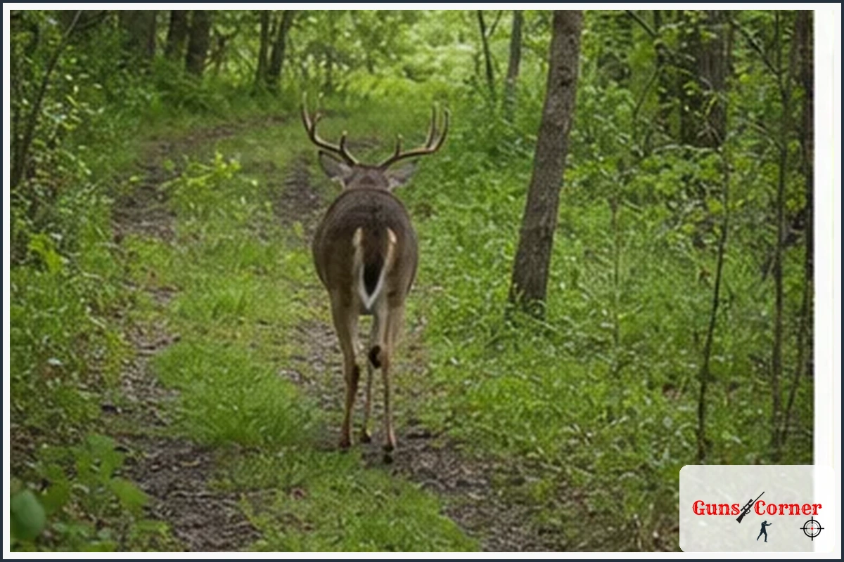 Deer still use natural travel routes