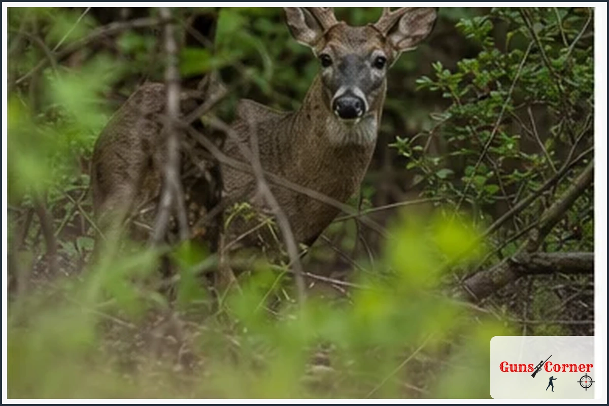 Older deer may be cautious